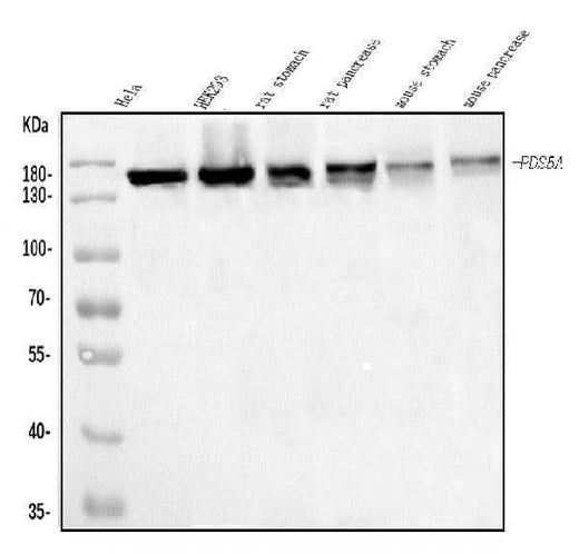 Anti-SCC112/PDS5A Antibody Picoband® Boster Bio