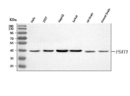 Anti-PSAT1 Antibody Picoband® Boster Bio