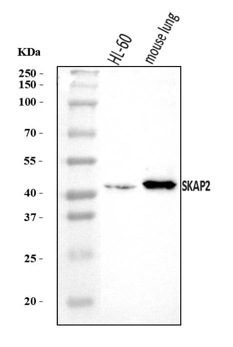 Anti-SKAP2 Antibody Picoband® Boster Bio