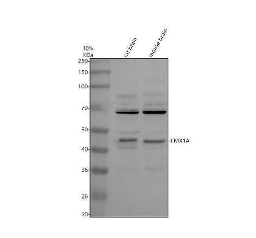Anti-LMX1A Antibody Picoband® Boster Bio