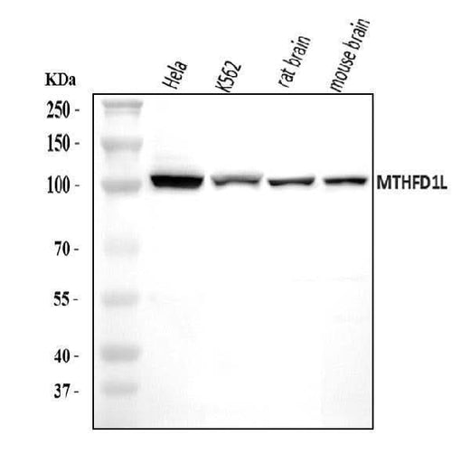 Anti-MTHFD1L Antibody Picoband® Boster Bio