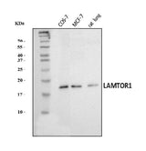 Anti-LAMTOR1 Antibody Picoband® Boster Bio