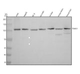 Anti-PSMD1 Antibody Picoband® Boster Bio