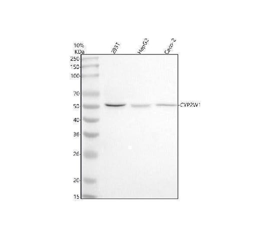 Anti-CYP2W1 Antibody Picoband® Boster Bio