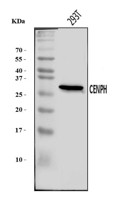 Anti-CENPH Antibody Picoband® Boster Bio
