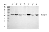 Anti-TUBG1/2 Antibody Picoband® Boster Bio