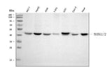 Anti-TUBG1/2 Antibody Picoband® Boster Bio