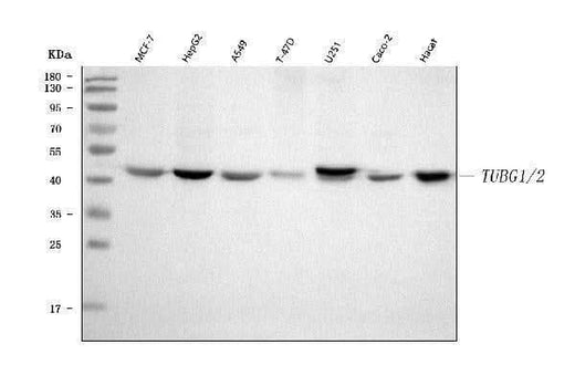 Anti-TUBG1/2 Antibody Picoband® Boster Bio