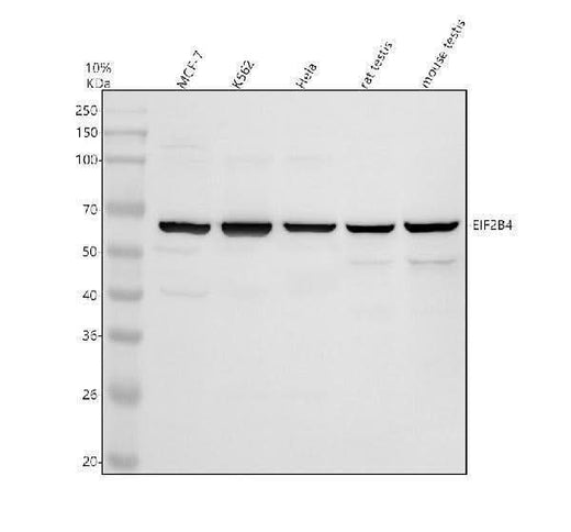 Anti-DTYMK Antibody Picoband® Boster Bio