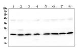 Anti-SKA2 Antibody Picoband® Boster Bio