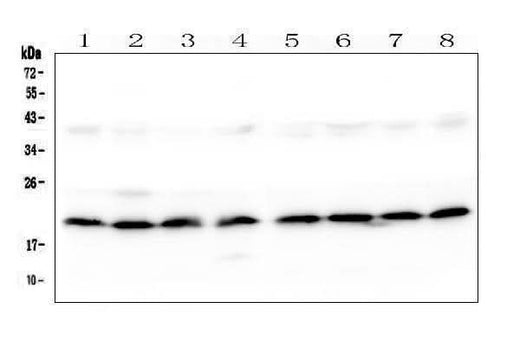 Anti-SKA2 Antibody Picoband® Boster Bio