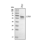 Anti-LIN9 Antibody Picoband® Boster Bio