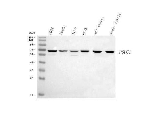 Anti-PSPC1 Antibody Picoband® Boster Bio