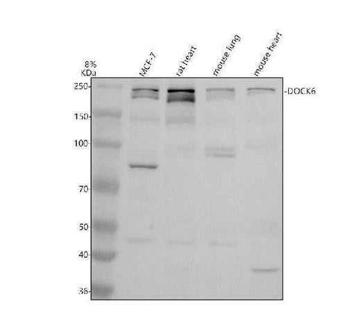 Anti-DOCK6 Antibody Picoband® Boster Bio