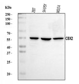 Anti-CBX2 Antibody Picoband® Boster Bio