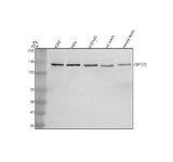 Anti-CEP135 Antibody Picoband® Boster Bio
