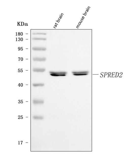 Anti-SPRED2 Antibody Picoband® Boster Bio