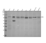Anti-CTPS1 Antibody Picoband® Boster Bio