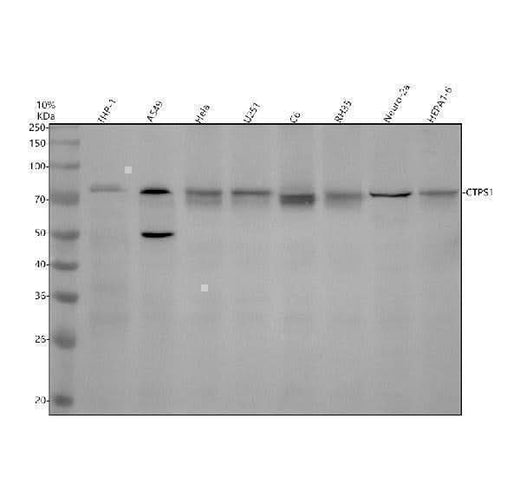 Anti-CTPS1 Antibody Picoband® Boster Bio