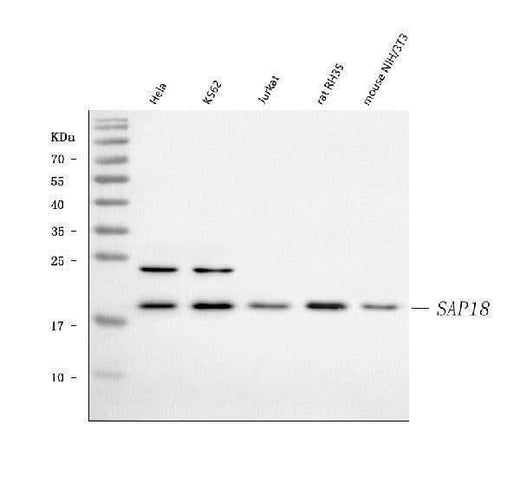 Anti-SAP18 Antibody Picoband® Boster Bio