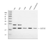 Anti-SAP18 Antibody Picoband® Boster Bio