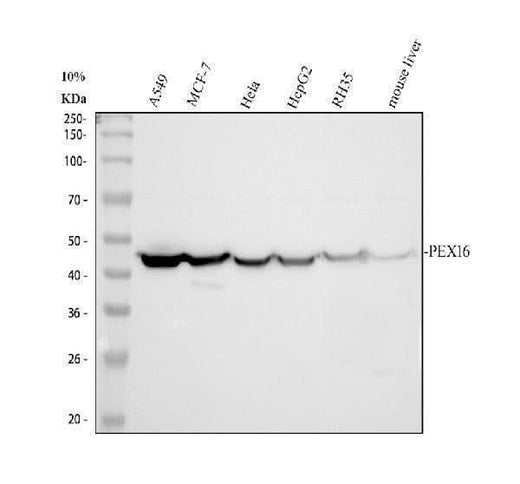 Anti-PEX16 Antibody Picoband® Boster Bio