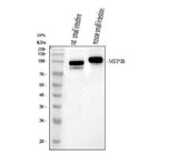 Anti-MEP1B Antibody Picoband® Boster Bio