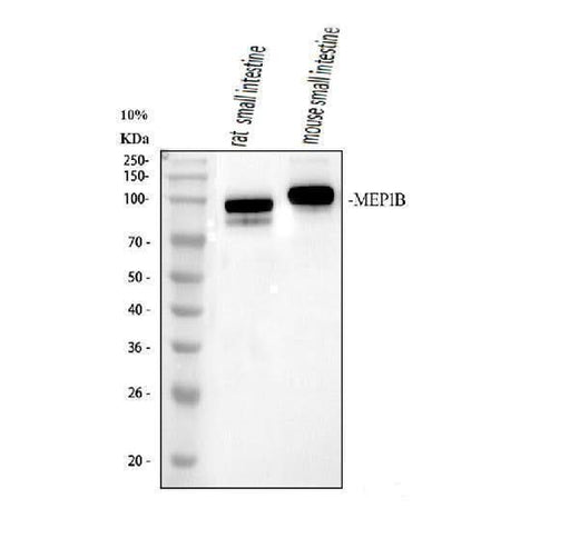 Anti-MEP1B Antibody Picoband® Boster Bio