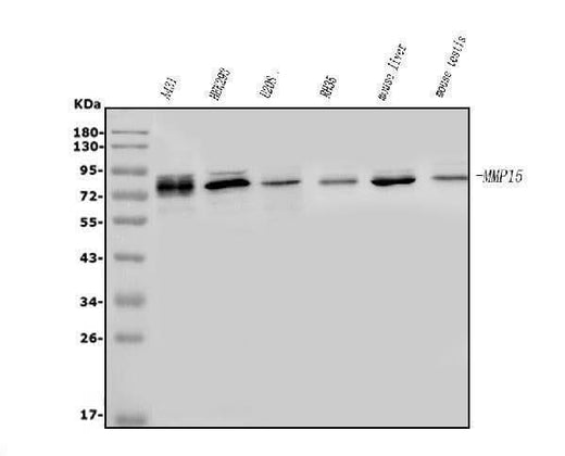 Anti-MT2-MMP/MMP15 Antibody Picoband® Boster Bio