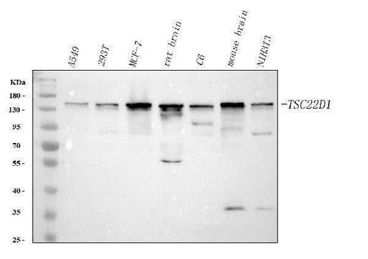 Anti-TSC22D1 Antibody Picoband® Boster Bio