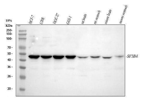 Anti-SF3B4 Antibody Picoband® Boster Bio