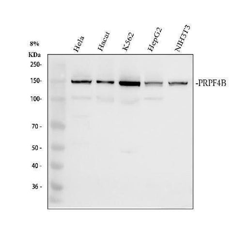 Anti-PRP4K Antibody Picoband® Boster Bio