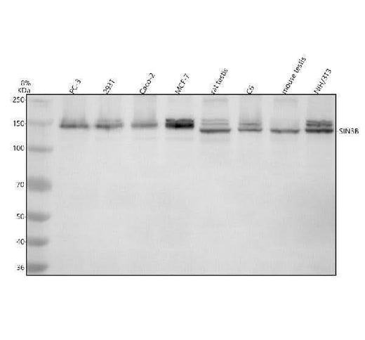 Anti-SIN3B Antibody Picoband® Boster Bio