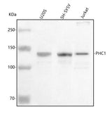 Anti-PHC1 Antibody Picoband® Boster Bio