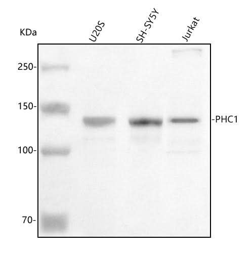 Anti-PHC1 Antibody Picoband® Boster Bio