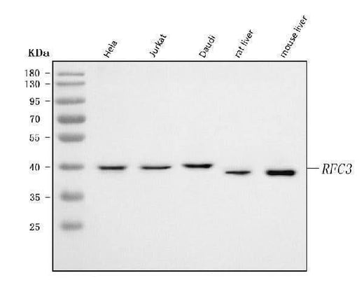 Anti-RFC3 Antibody Picoband® Boster Bio