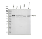 Anti-PPP2R5D Antibody Picoband® Boster Bio