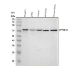 Anti-PPP2R5D Antibody Picoband® Boster Bio
