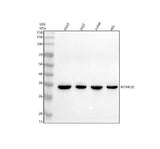 Anti-MTHFD2 Antibody Picoband® Boster Bio