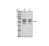 Anti-FGFBP1 Antibody Picoband® Boster Bio