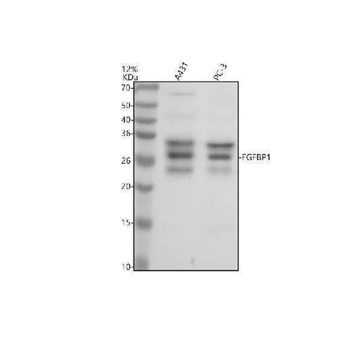 Anti-FGFBP1 Antibody Picoband® Boster Bio