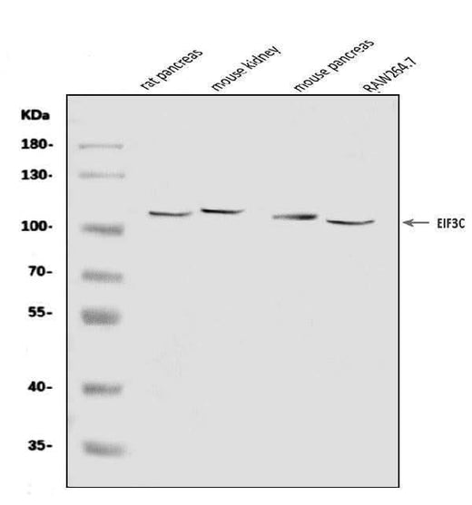 Anti-EIF3C Antibody Picoband® Boster Bio