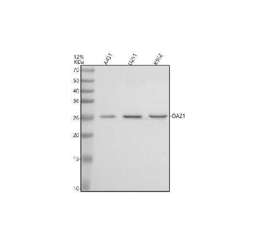 Anti-OAZ1 Antibody Picoband® Boster Bio