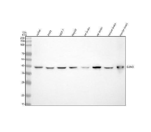 Anti-GLRX3 Antibody Picoband® Boster Bio