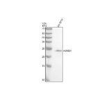Anti-HAND1 Antibody Picoband® Boster Bio