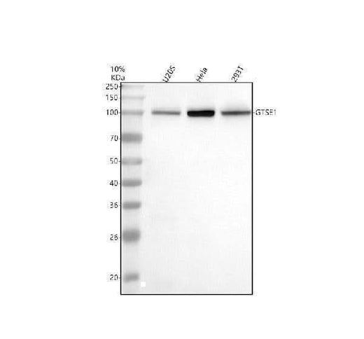 Anti-GTSE1 Antibody Picoband® Boster Bio