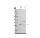 Anti-PDLIM2 Antibody Picoband® Boster Bio
