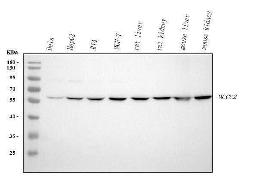 Anti-MCCC2 Antibody Picoband® Boster Bio