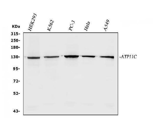Anti-ATP11C Antibody Picoband® Boster Bio