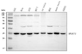 Anti-MNAT1 Antibody Picoband® Boster Bio